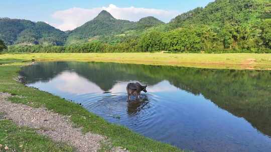 水牛 水牛在水里 夏天的水牛