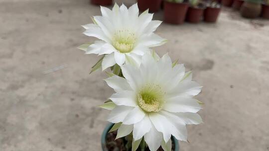 短毛丸白色花朵仙人掌