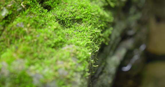 大自然 山野 小溪 苔藓