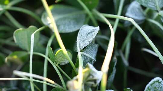 三叶草 冰霜 早晨 幸运草 特写 植物