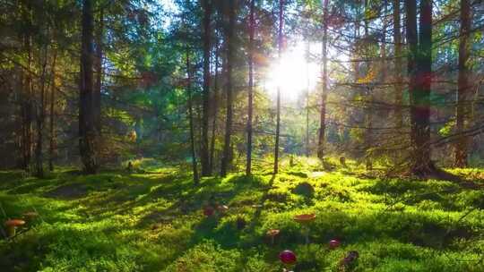唯美森林镜头日光耀斑阳光金色射线树林
