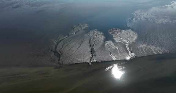 钱塘江大潮观潮潮汐树震撼的大地之树