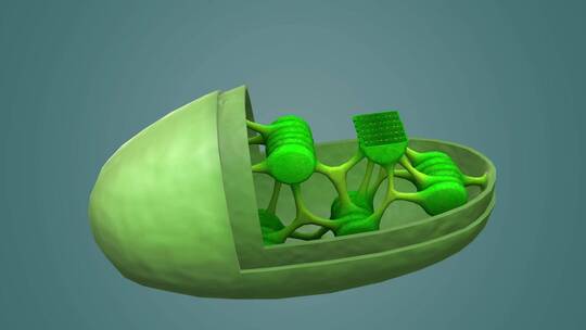 3D医学动画细胞动画 动物细胞 植物细胞