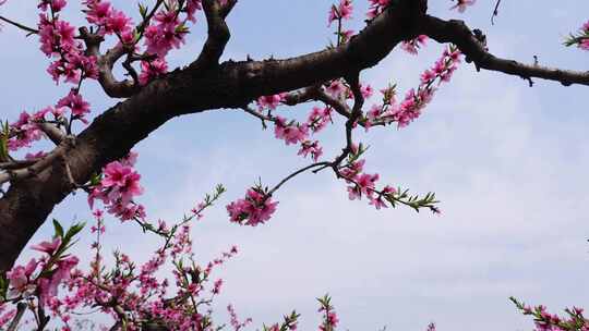 春天果园桃树桃花盛开