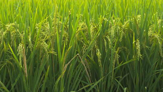 农村水稻田野稻穗五常大米丰收