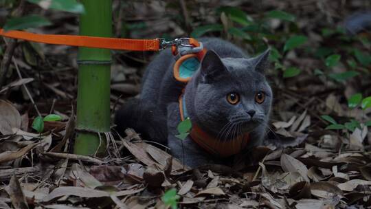 4K竹林中嬉戏玩耍的可爱蓝猫猫咪