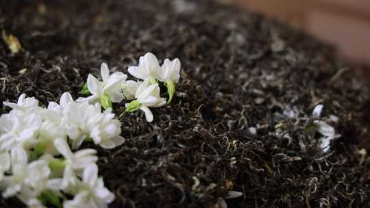 唯美茉莉花与茉莉花茶制作福州茉莉花种植园