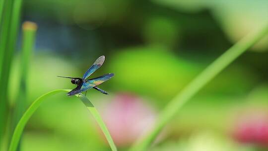 实拍夏季蓝蜻蜓