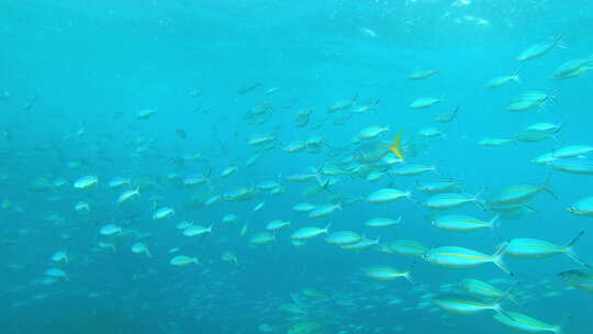 可持续海洋水族馆在海洋、海洋和水下生态系