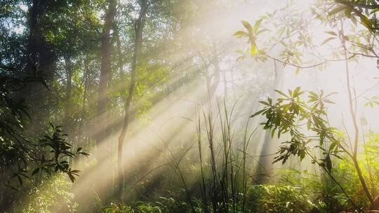 大自然逆光森林