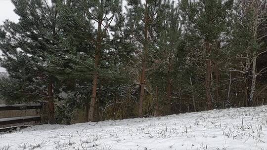 雪景中的女孩