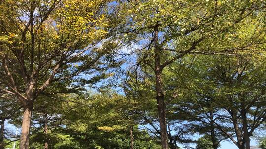 秋天泛黄的树林