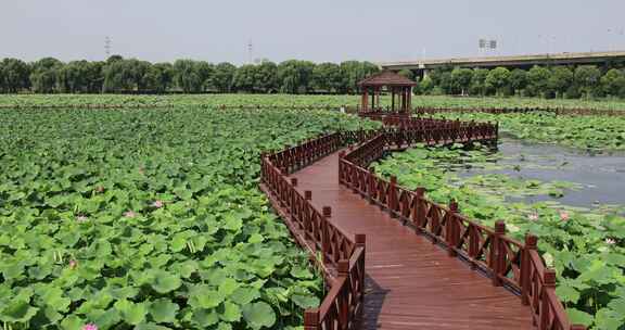 夏季苏州荷塘月色湿地公园荷塘荷花荷叶