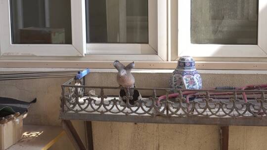 窗台上觅食的鸽子