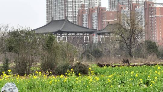 高清航拍春天油菜花城市边田野空镜定鼎门