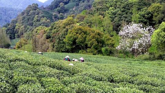 茶园采茶人远景