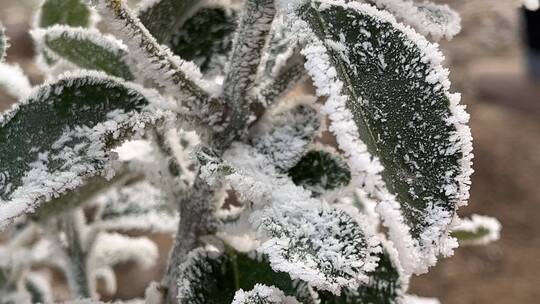 雾凇下的美景植物