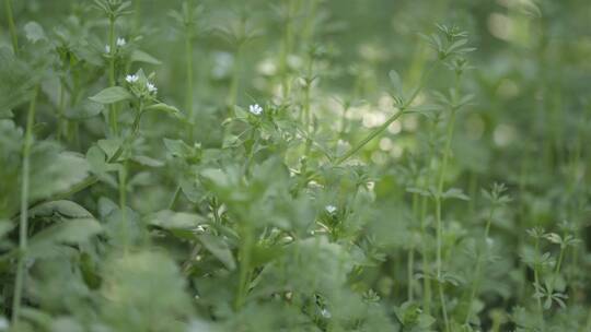 蜜蜂/油菜花/茶叶/昆虫