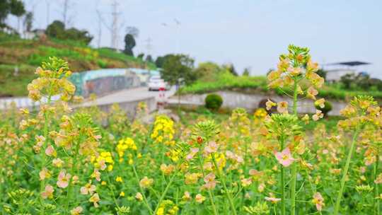 油菜花春天油菜花海油菜花田菜花花海