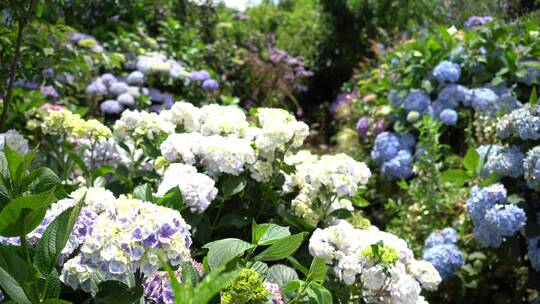 绣球花花园公园景区景点