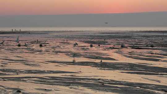 日落时分大海滩涂上的白鹭在觅食