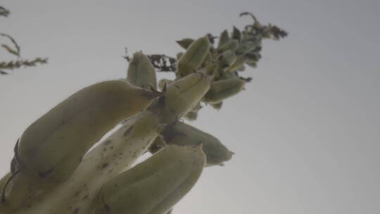 芝麻秧苗微距拍摄视频素材模板下载