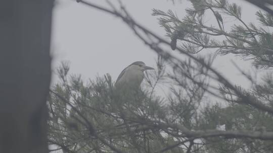 白鹭苍鹭栖息地LOG