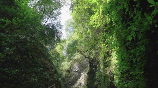 青城山 植被