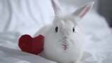 野兔 兔子 兔年高清在线视频素材下载