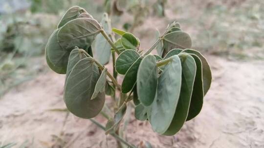 决明子植物