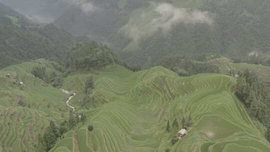 空中俯瞰绿色梯田与山峦