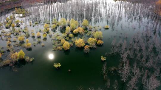 深秋湖水中的白桦树树林和平静的湖泊4K航拍