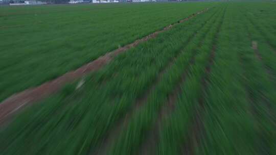 田野 航拍 农作物 绿色 地 农田