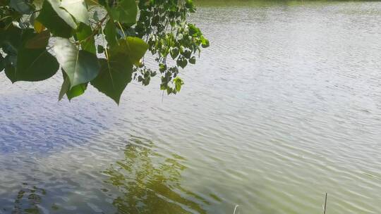 重庆大磨滩湿地公园湖畔自然风光