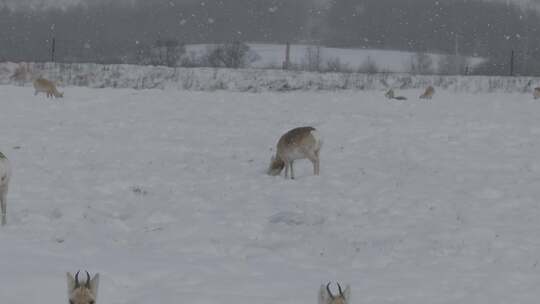 冬季雪地来了野生动物黄羊