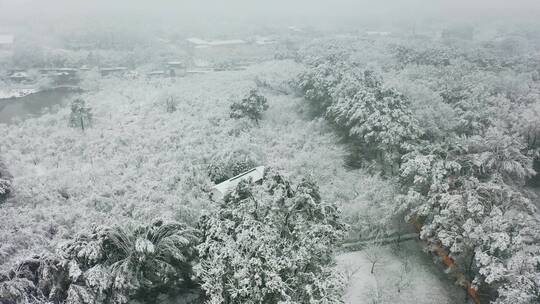 【航拍】东湖樱花园雪景02-2（2022.02.07）