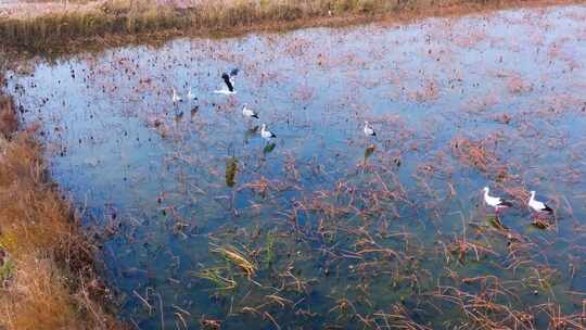 航拍山东黄河入海口湿地的东方白鹳