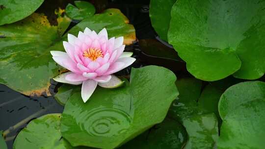 隋唐植物园雨中睡莲