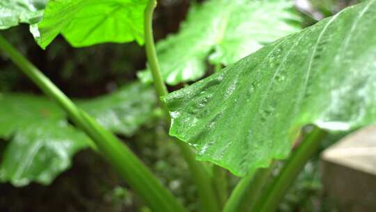 下雨天的植物与露珠