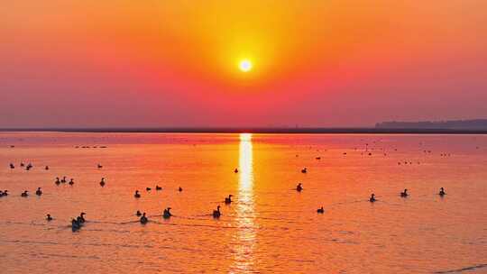 水面群鸭伴夕阳美景