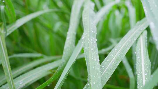 下雨天绿色植物叶子上形成水珠并滑落