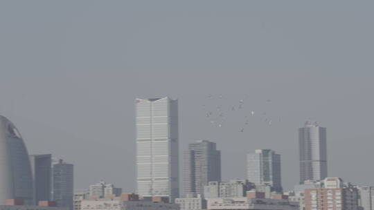 城市高空飞翔的鸽子 北京鸽子