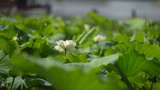 一朵白莲花