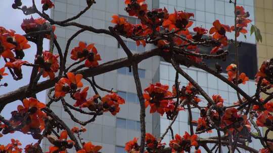 城市中盛开的木棉花