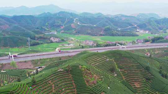 杭州富阳拔山春天樱花茶园风景航拍