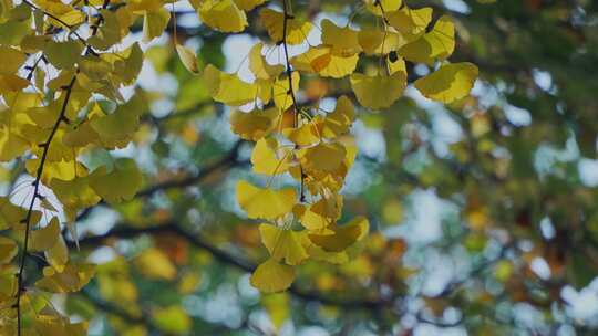 秋天银杏树黄叶树叶