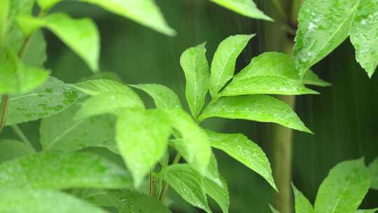 艾草种植