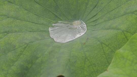 雨后莲语：水珠滑落的瞬间