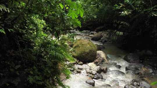 一条热带溪流，有清澈的水和大量的小鹅卵石和覆盖着苔藓的大石头