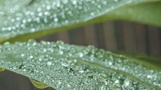 植物叶片水珠特写